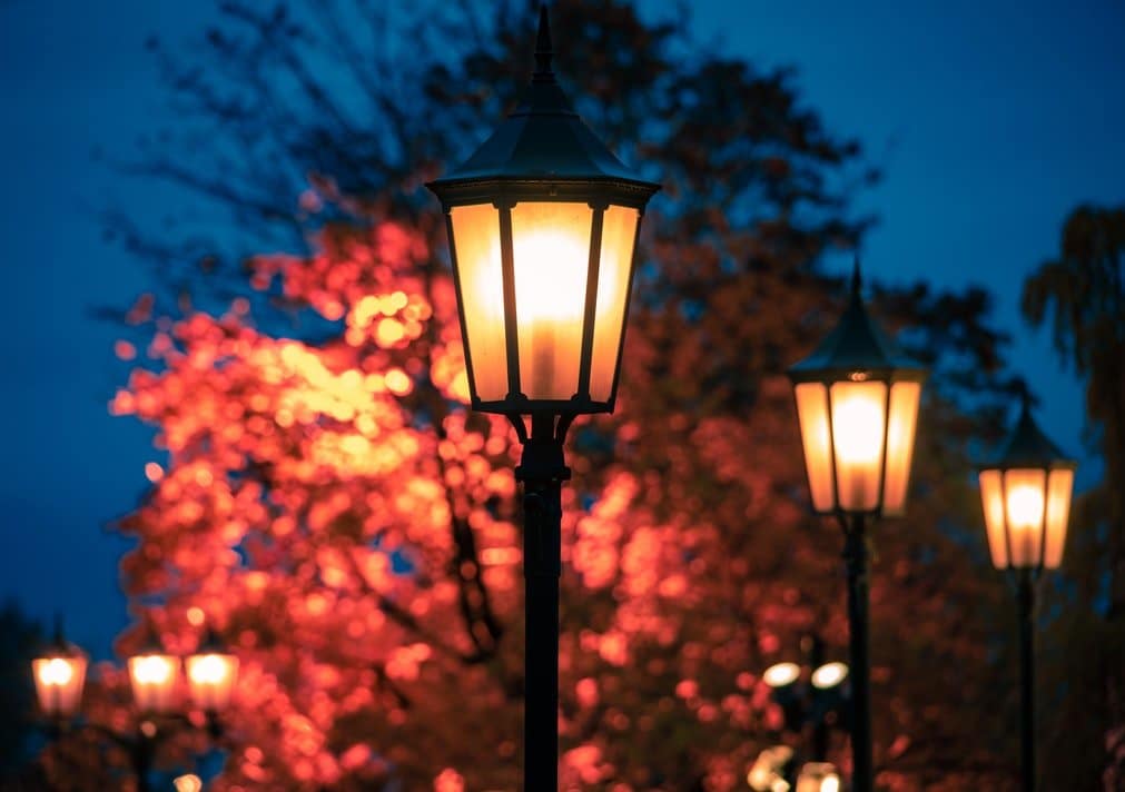 foliage and lamp lights